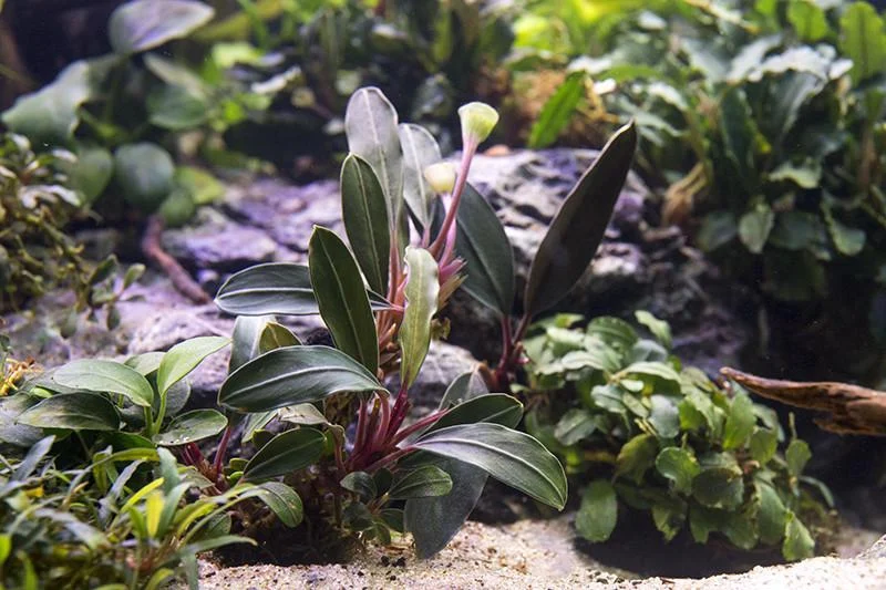 Bucephalandra Pink Lady - Image 2