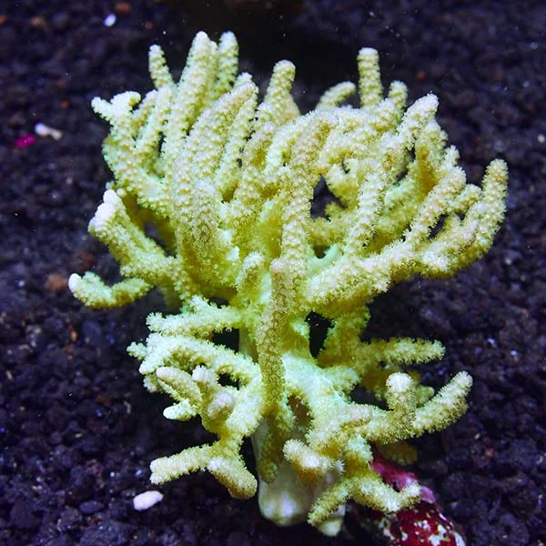 Sinularia Finger Leather Coral - Image 2