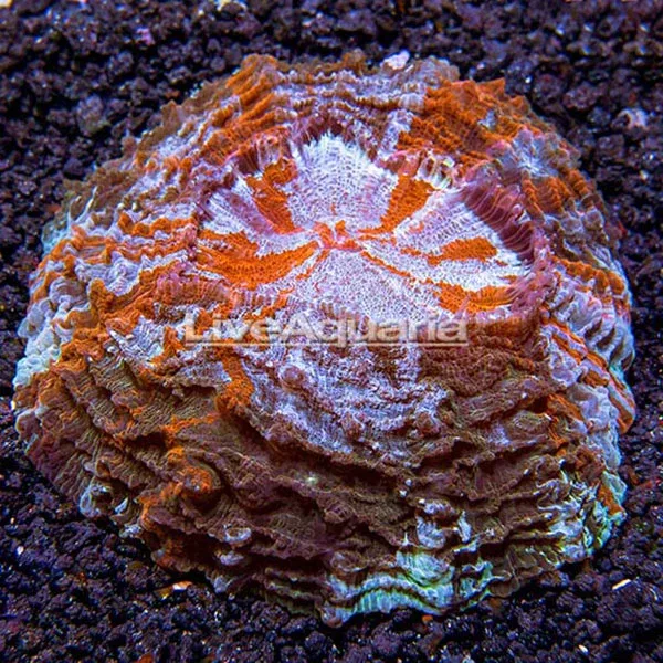 Meat Coral - Image 2