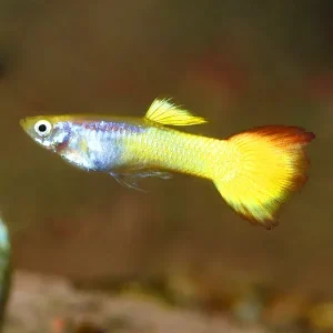 Sunset Guppy, Male
