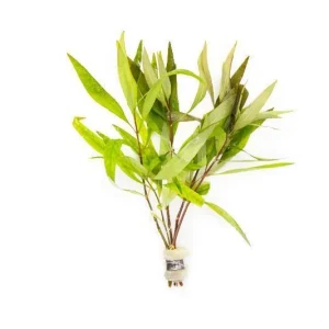 Hygrophila Siamensis