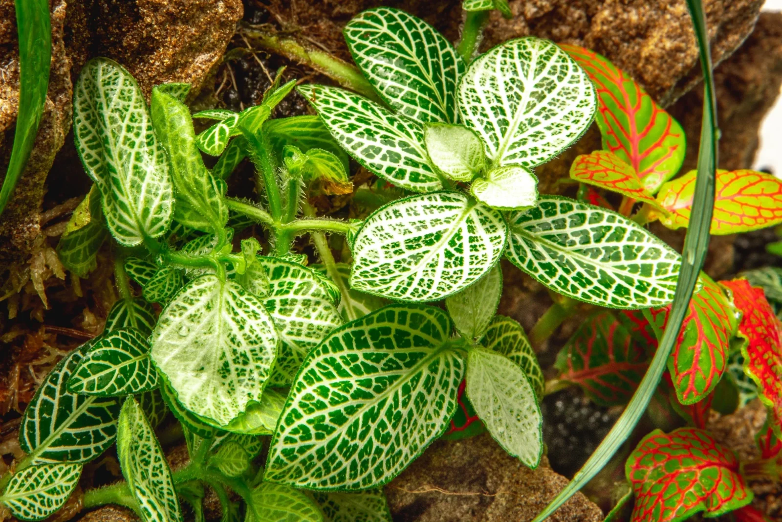 Fittonia Albivenis - Image 2