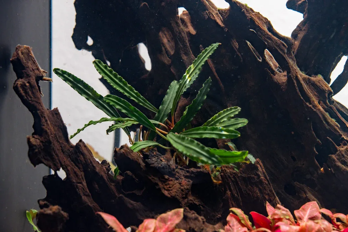 Bucephalandra Green Godzilla Pot - Image 2