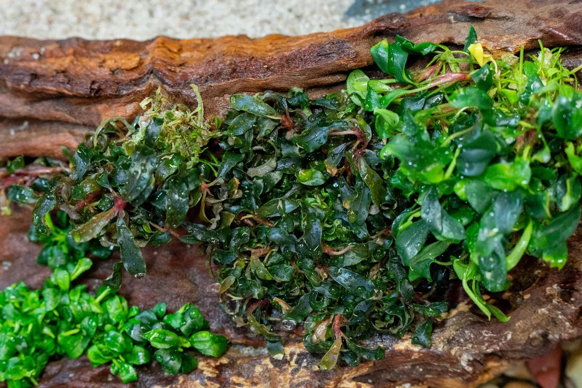 Bucephalandra Kedagang UNS Tissue Culture - Image 2