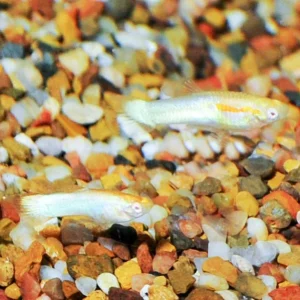 Red Eye Blue Endler Guppy, Male