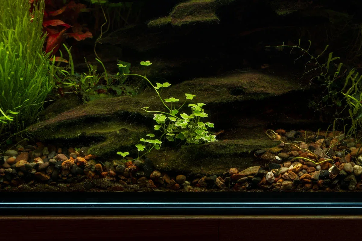Hydrocotyle Tripartita Mini Aquatic Farmer Tissue Culture - Image 2