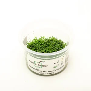 Hemianthus Micranthemoides (Pearl Weed) Aquatic Farmer Tissue Culture