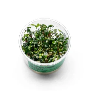 Bucephalandra Sanggau UNS Tissue Culture
