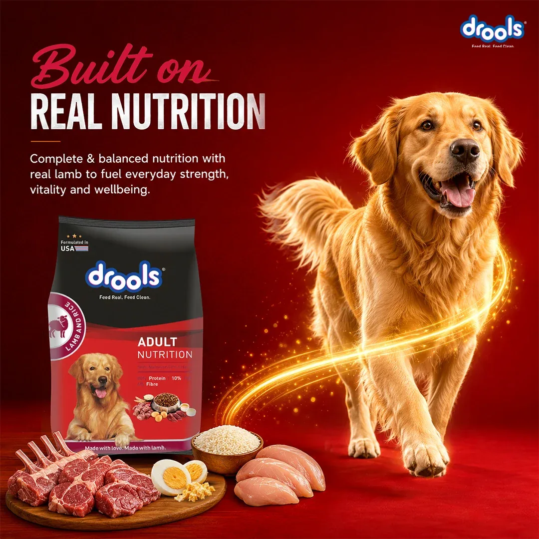 Drools Lamb and Rice Adult Dog Dry Food - Image 2