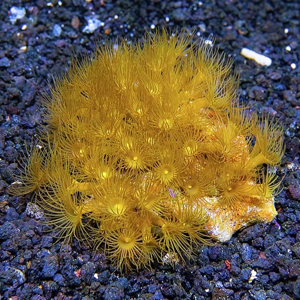 Colony Polyp, Yellow - Image 2