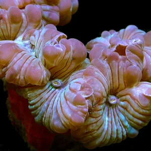 Fox Coral