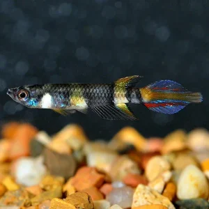 Clown Killifish, Captive-Bred