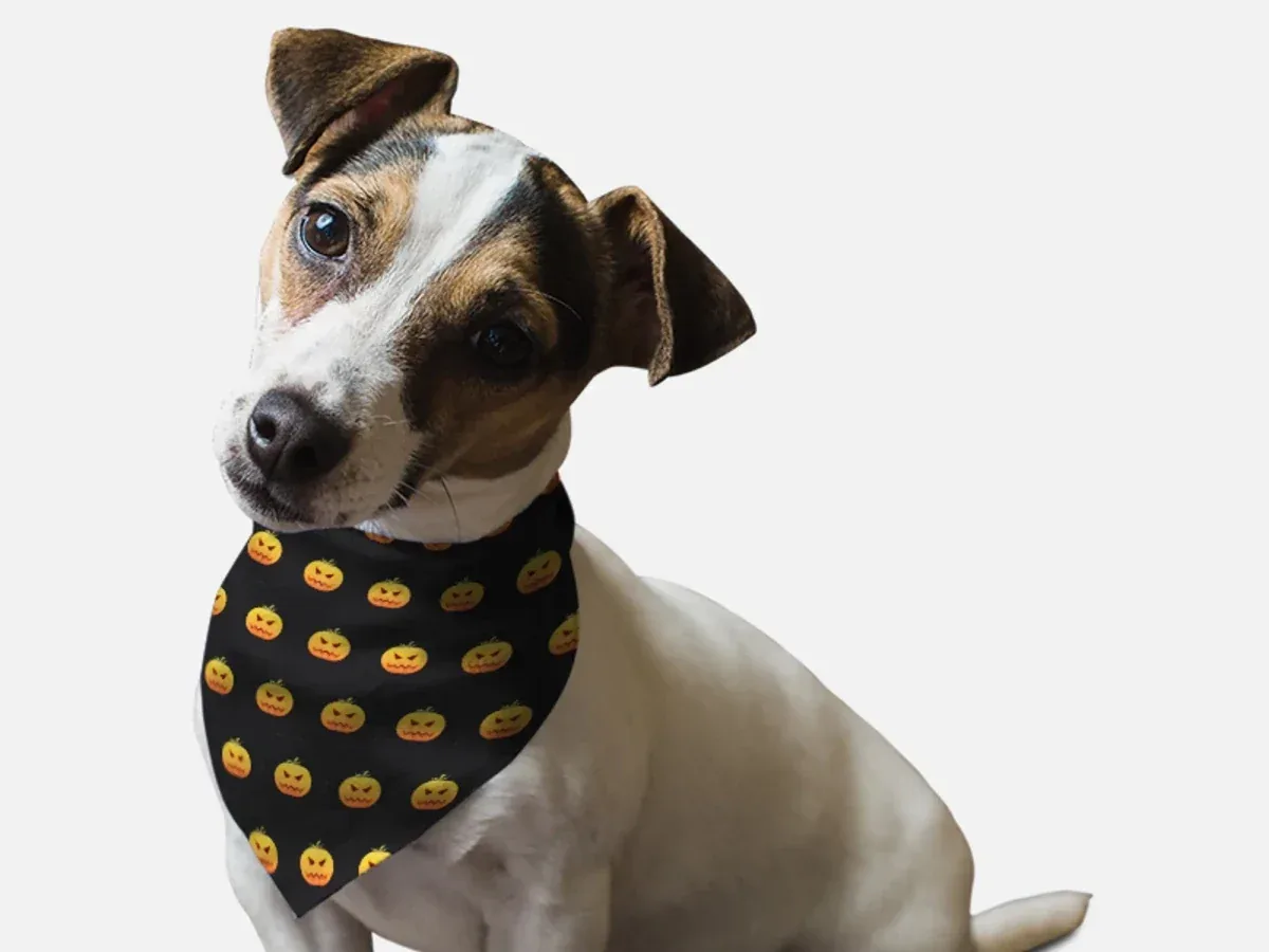 Head Full O' Pumpkin Halloween Dog Bandana by BanDoggie