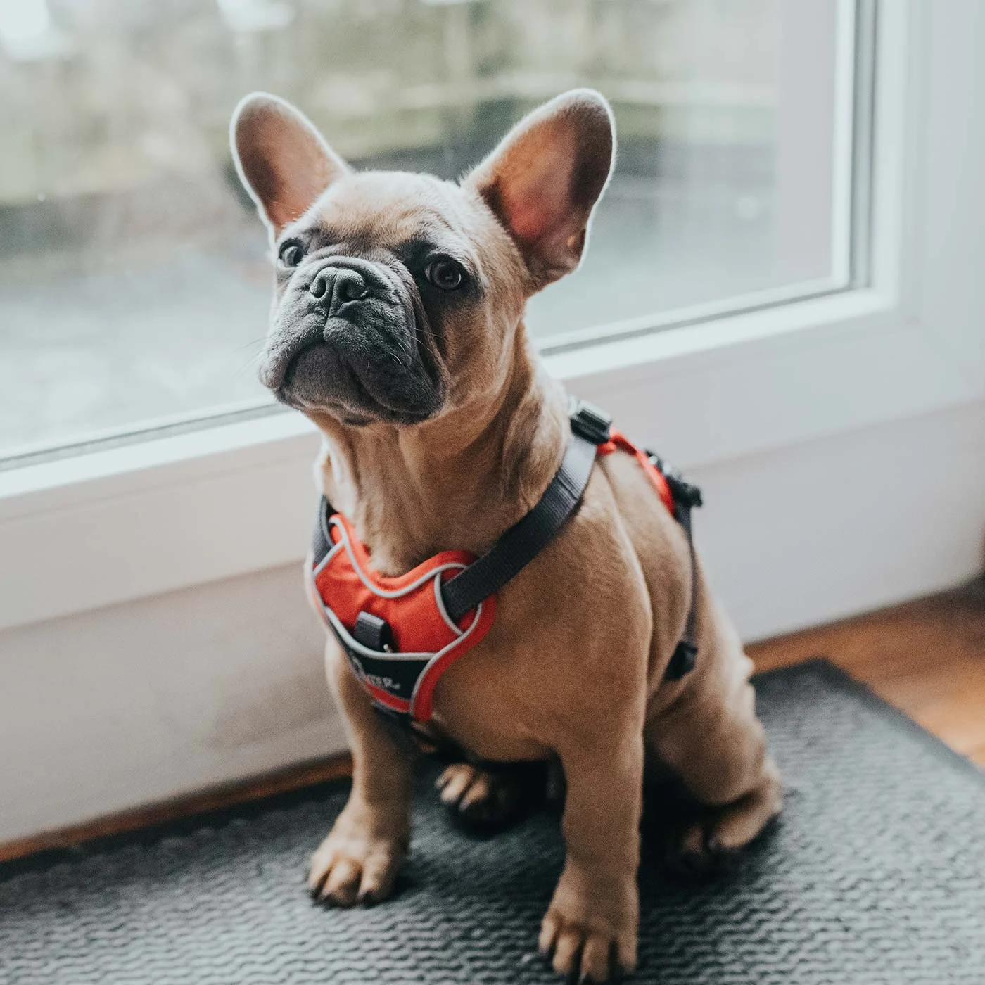Hunter Divo Harness