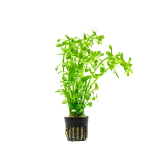Hedyotis Salzmannii