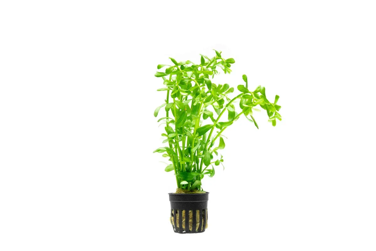 Hedyotis Salzmannii