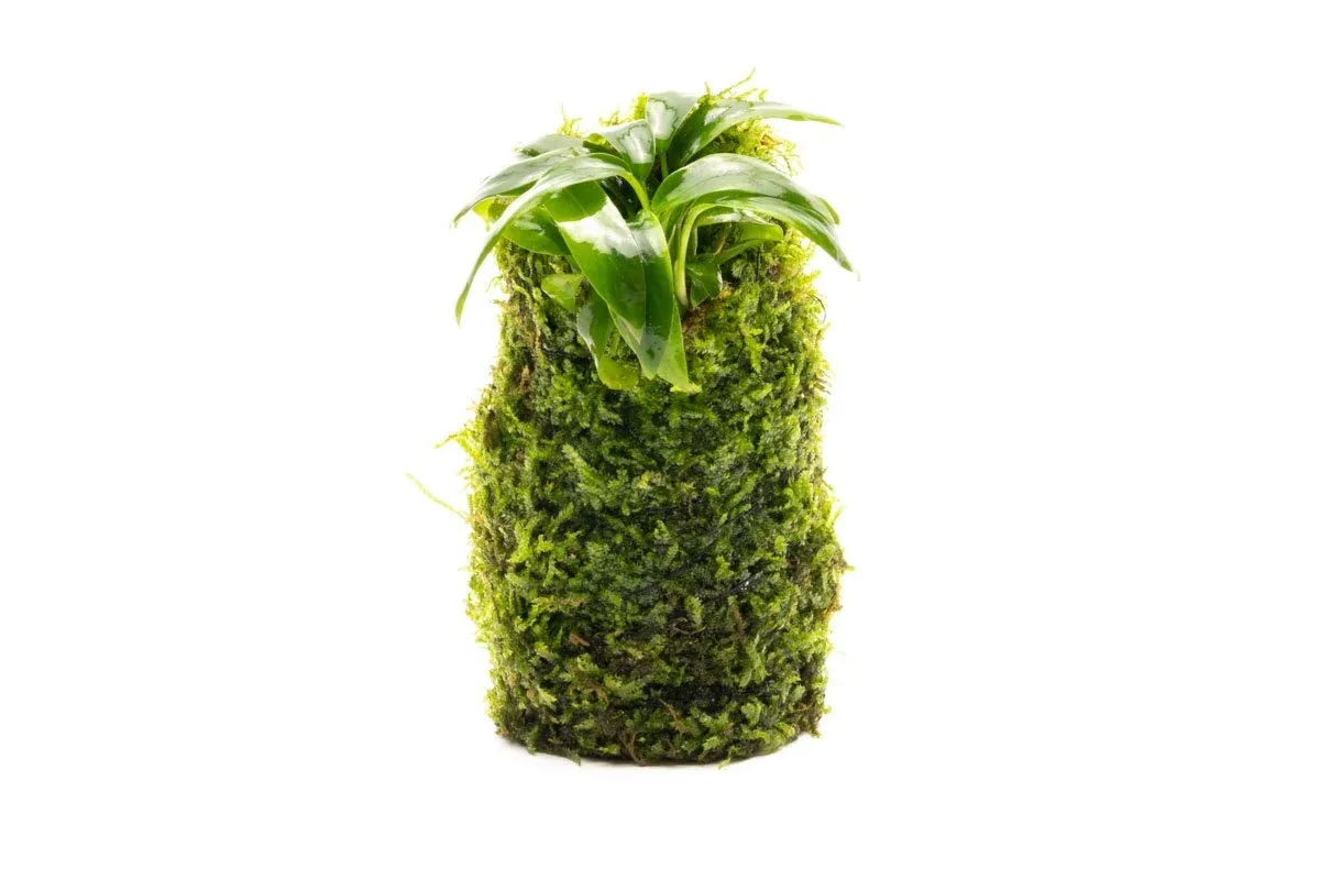 Anubias Minima on Christmas Moss Tower - Image 2