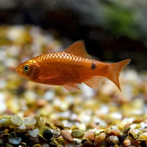 Rosy Barb, Male