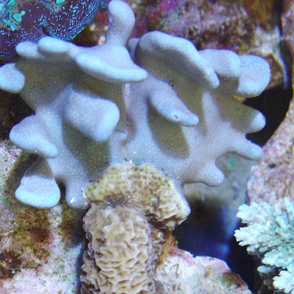 Blue Ridge Coral - Image 2