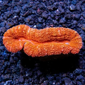 Open Brain Coral, Orange