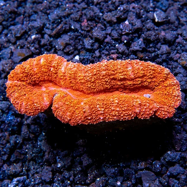 Open Brain Coral, Orange