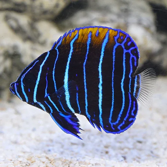 Blue Girdled Angelfish - Image 2
