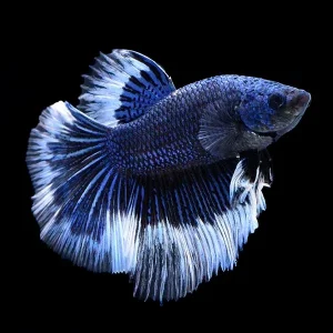 Halfmoon Butterfly Betta, Male