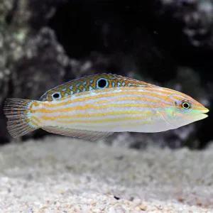 Adorned Wrasse