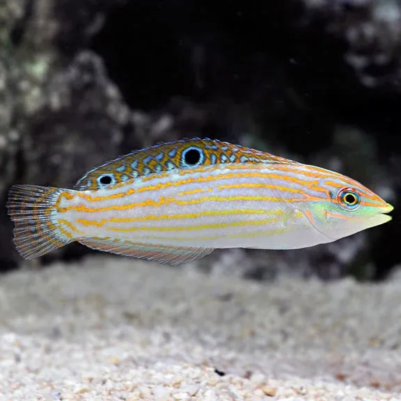 Adorned Wrasse