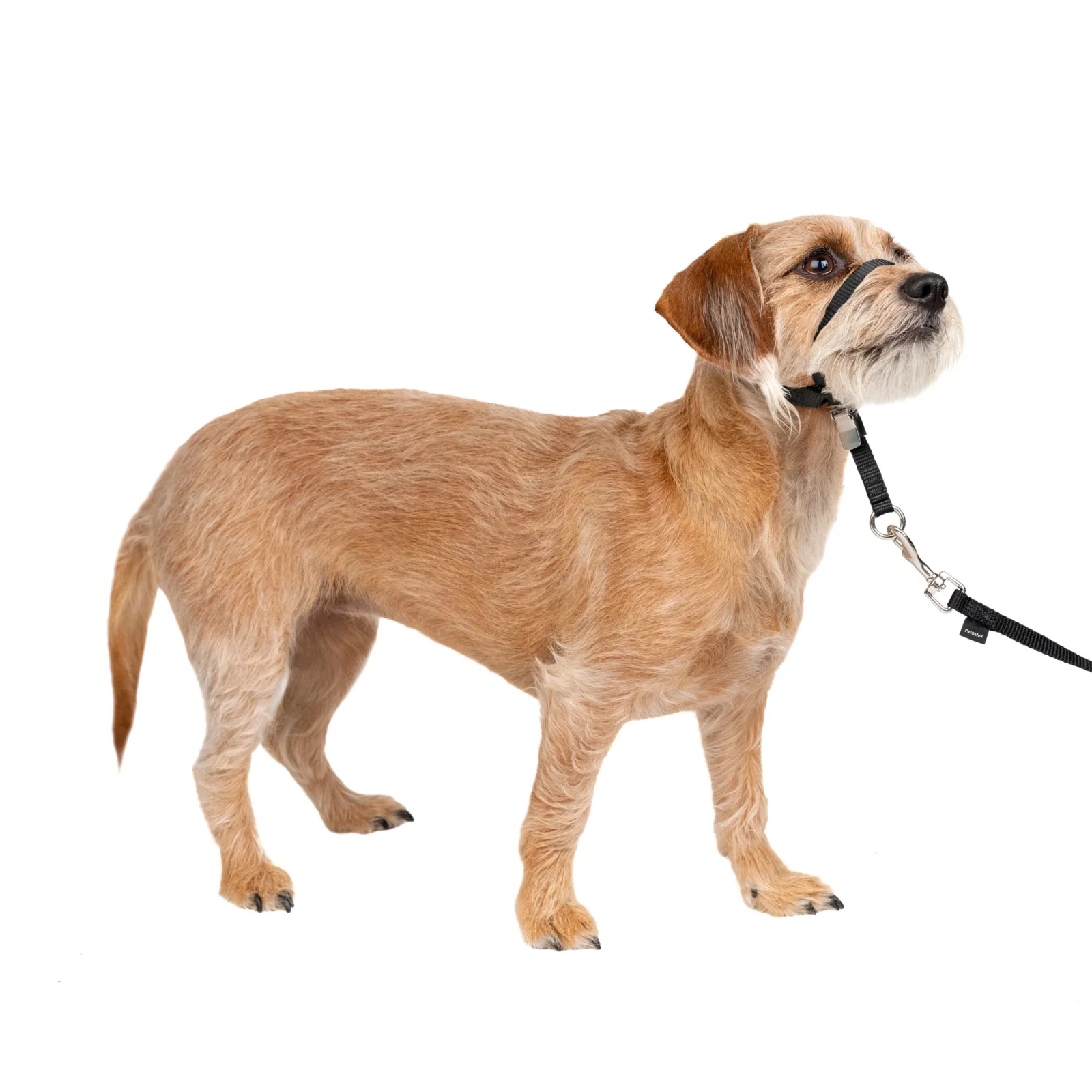 Gentle Leader® Headcollar, No-Pull Dog Collar - Image 2