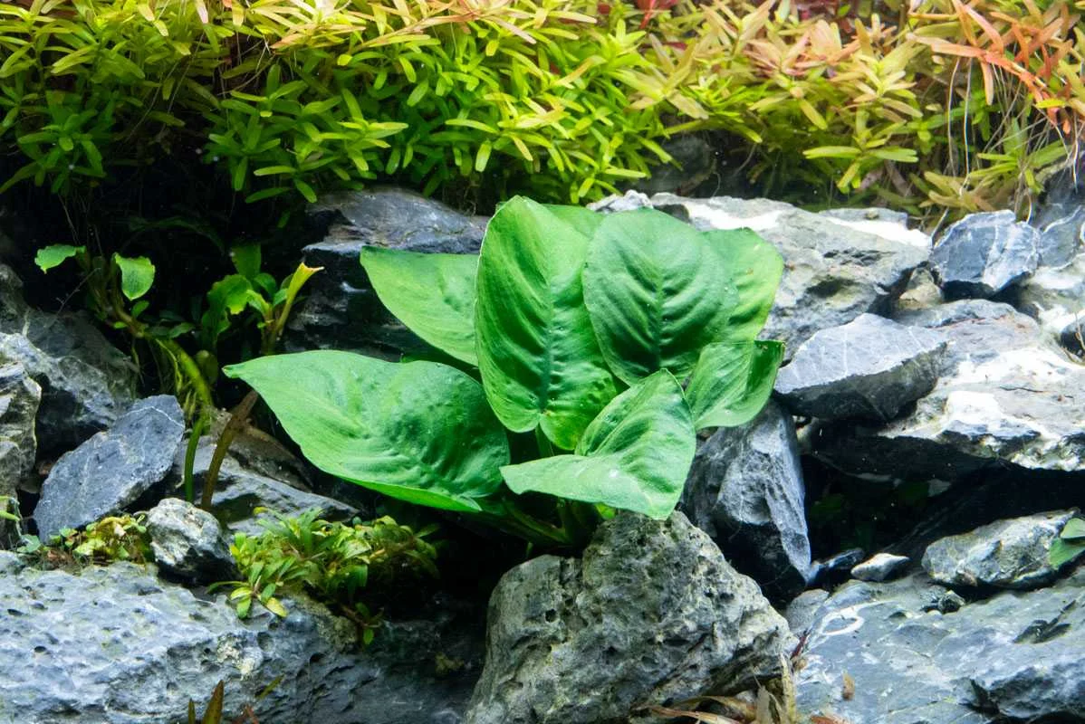 Anubias Barteri Butterfly - Image 2