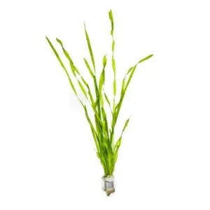 Vallisneria Contortionist (Corkscrew Vallisneria)