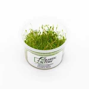 Glossostigma Elatinoides Aquatic Farmer Tissue Culture