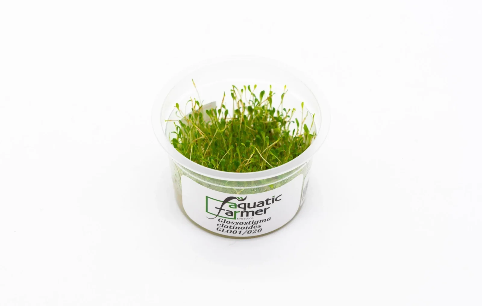 Glossostigma Elatinoides Aquatic Farmer Tissue Culture