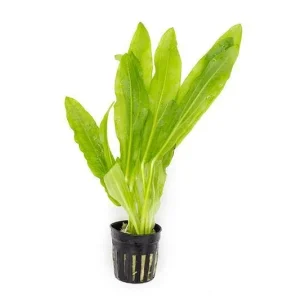 Echinodorus Major/Martii