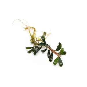 Bucephalandra Grappa Red (Mini)
