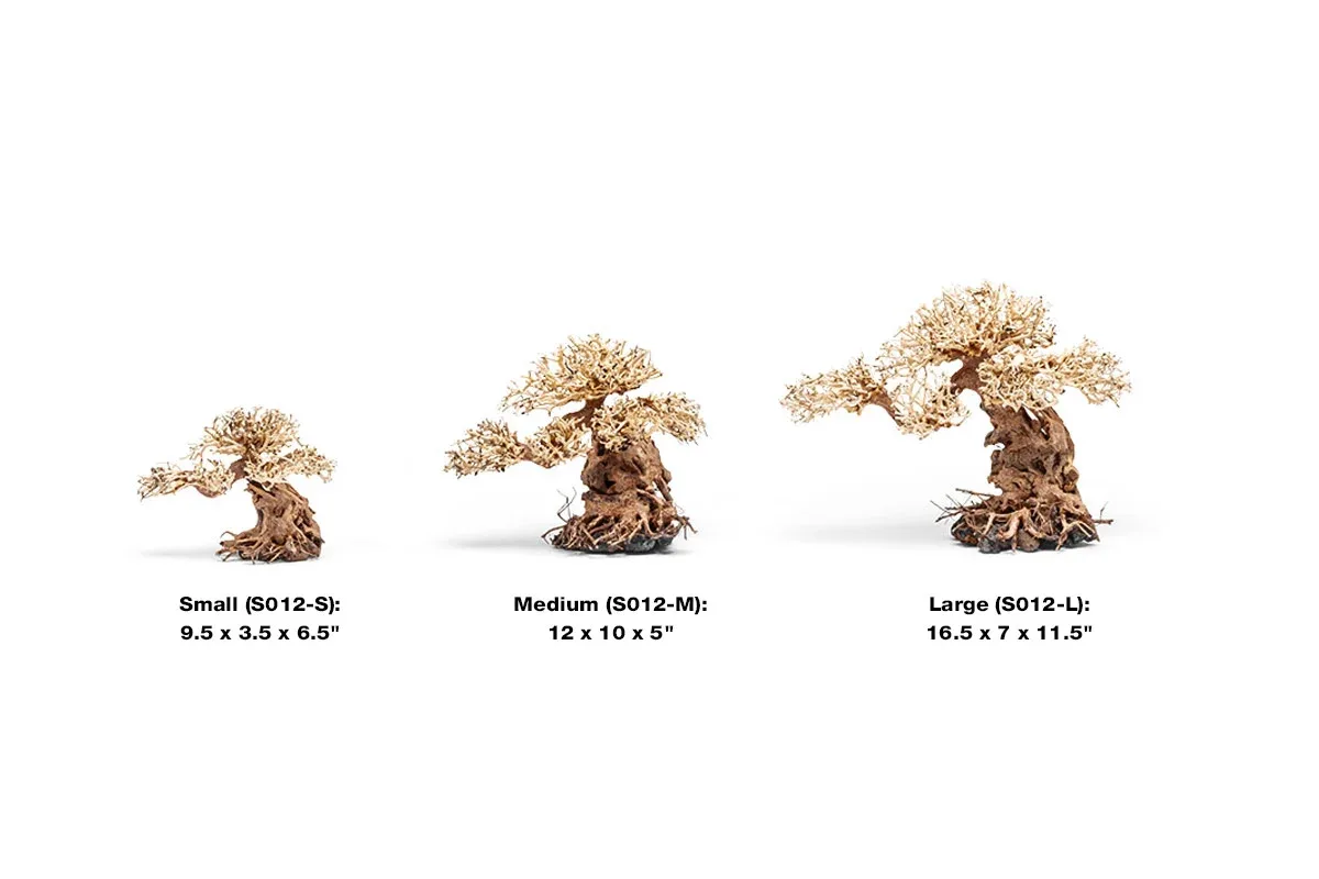 UNS Bonsai 012 - Image 2
