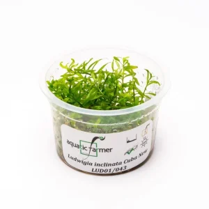 Ludwigia Inclinata Cuba Aquatic Farmer Tissue Culture