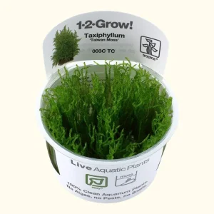 Taxiphyllum alternans 'Taiwan Moss' Tissue Culture