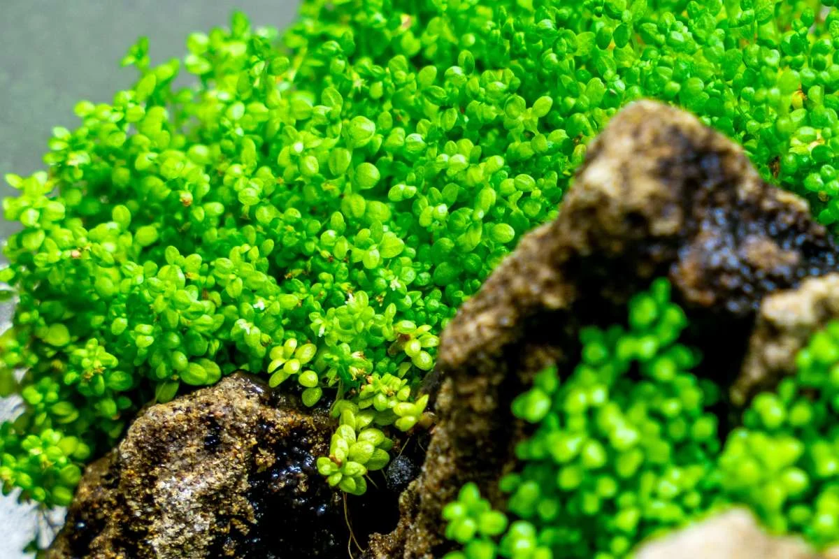 Hemianthus Callitrichoides (Dwarf Baby Tears) Aquatic Farmer Tissue Culture - Image 2