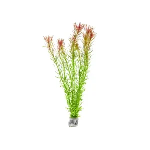 Rotala Bossii