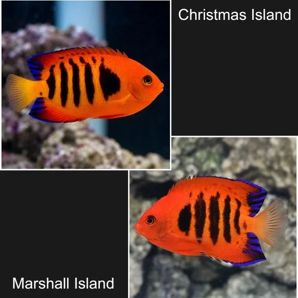 Flame Angelfish - Image 2