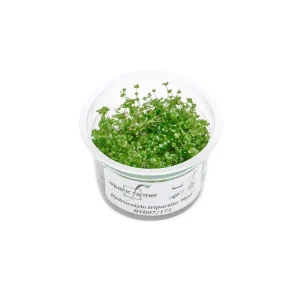 Hydrocotyle Tripartita Mini Aquatic Farmer Tissue Culture