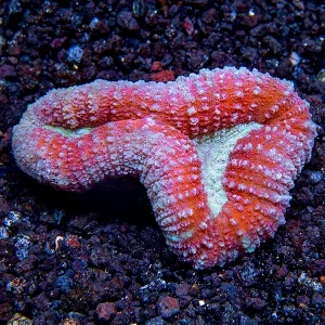 Open Brain Coral, Colored