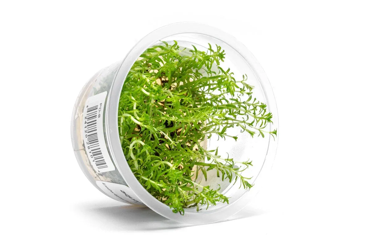 Ludwigia Inclinata var. Verticillata 'Pantanal' Aquatic Farmer Tissue Culture - Image 2