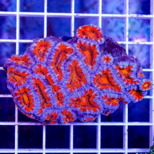 Acan Lord Coral Tri Color Australia 2.5" WYSIWYG