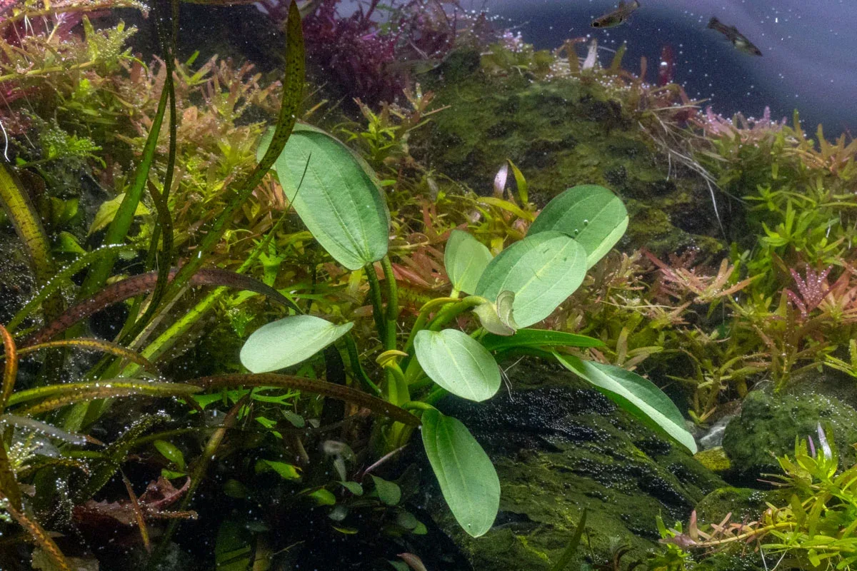 Echinodorus Harbich - Image 2