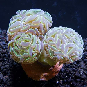 USA Aquacultured Bicolor Hammer Coral