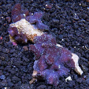 Purple Speckled Mushroom Coral