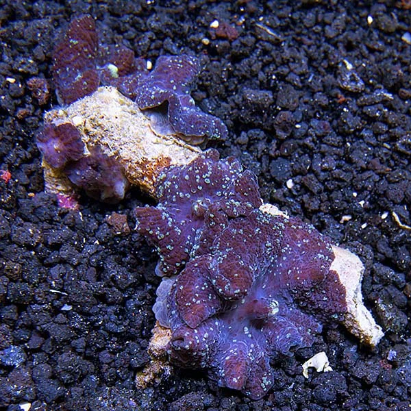 Purple Speckled Mushroom Coral